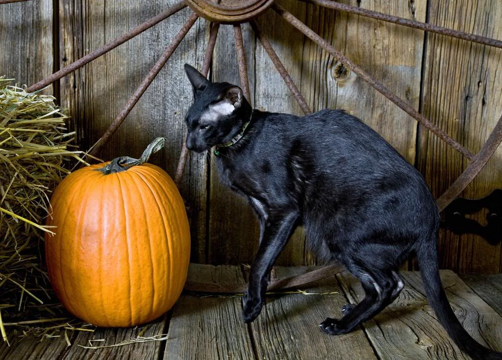 IMAGE: http://i242.photobucket.com/albums/ff260/WhiteLadyBug/IMG_9152HalloweenKitties.jpg