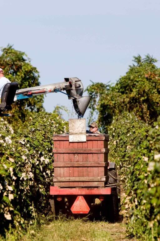 IMAGE: http://i242.photobucket.com/albums/ff260/WhiteLadyBug/IMG_9188Fall.jpg