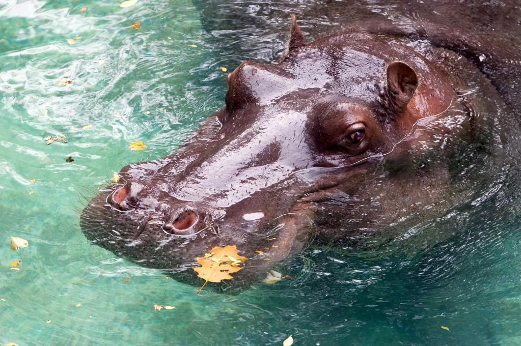 IMAGE: http://i242.photobucket.com/albums/ff260/WhiteLadyBug/IMG_9277Zoo-1.jpg