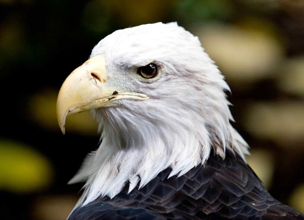 IMAGE: http://i242.photobucket.com/albums/ff260/WhiteLadyBug/IMG_9387Zoo-1.jpg