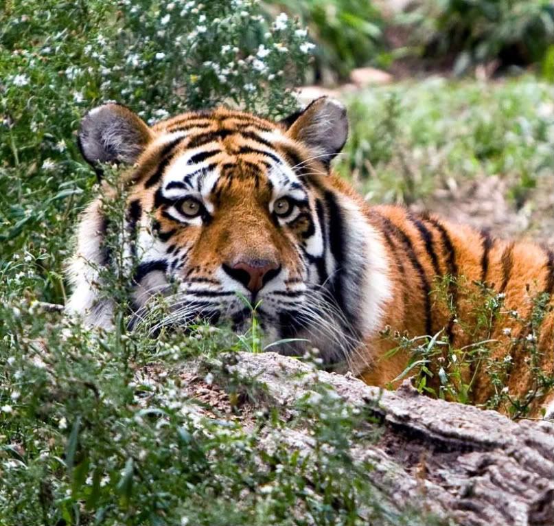 IMAGE: http://i242.photobucket.com/albums/ff260/WhiteLadyBug/IMG_9409Zoo-1.jpg