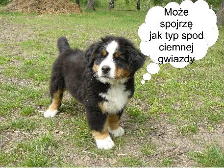 Obrazek