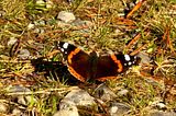 UK/Irish Butterflies