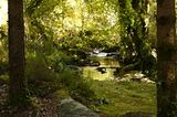 Glengarriff Woods