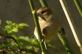 female Chaffinch, Fringilla coelebs