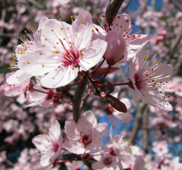Flowering Plum Pictures, Images and Photos