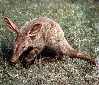 Aardvark.jpg