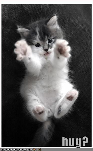 funny kitten pictures. funny-pictures-kitten-hug.jpg