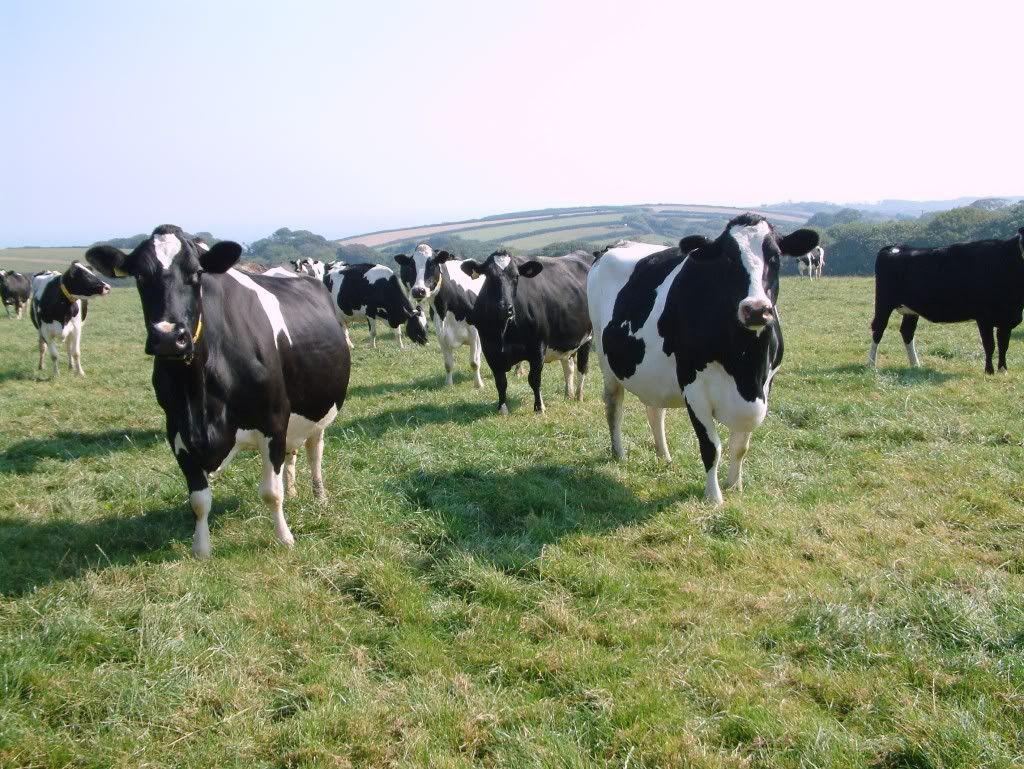 cows Pictures, Images and Photos
