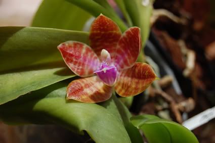les orchidées de Lichette - Forum Tatouage et Piercing 