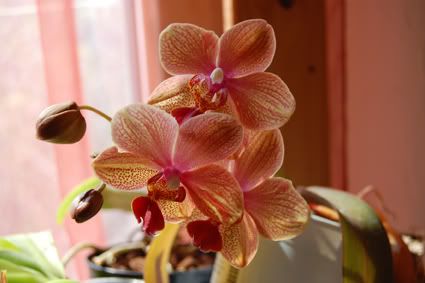 les orchidées de Lichette - Forum Tatouage et Piercing 