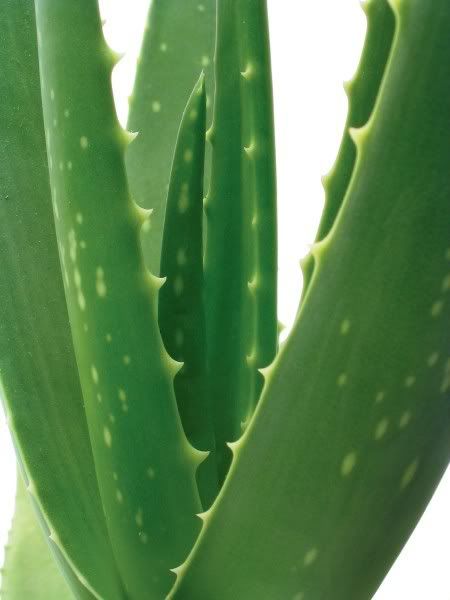 Fresh Aloe Vera Pictures, Images and Photos