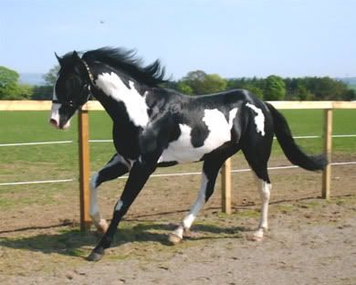 Paint horse
