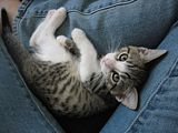 Kitty snuggled into jeans