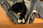 Cute kitten sleeping in a pair of jeans
