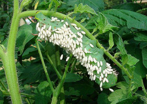 wasp-parasitized-hornworm.jpg