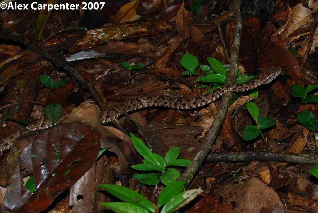 Bothropsasperfer-de-lance.jpg