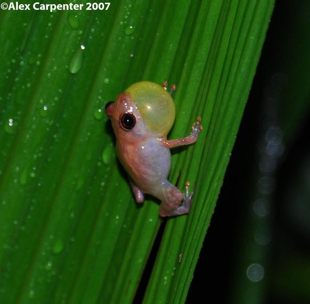 EleutherodactylusdiastemaTinkfrog.jpg