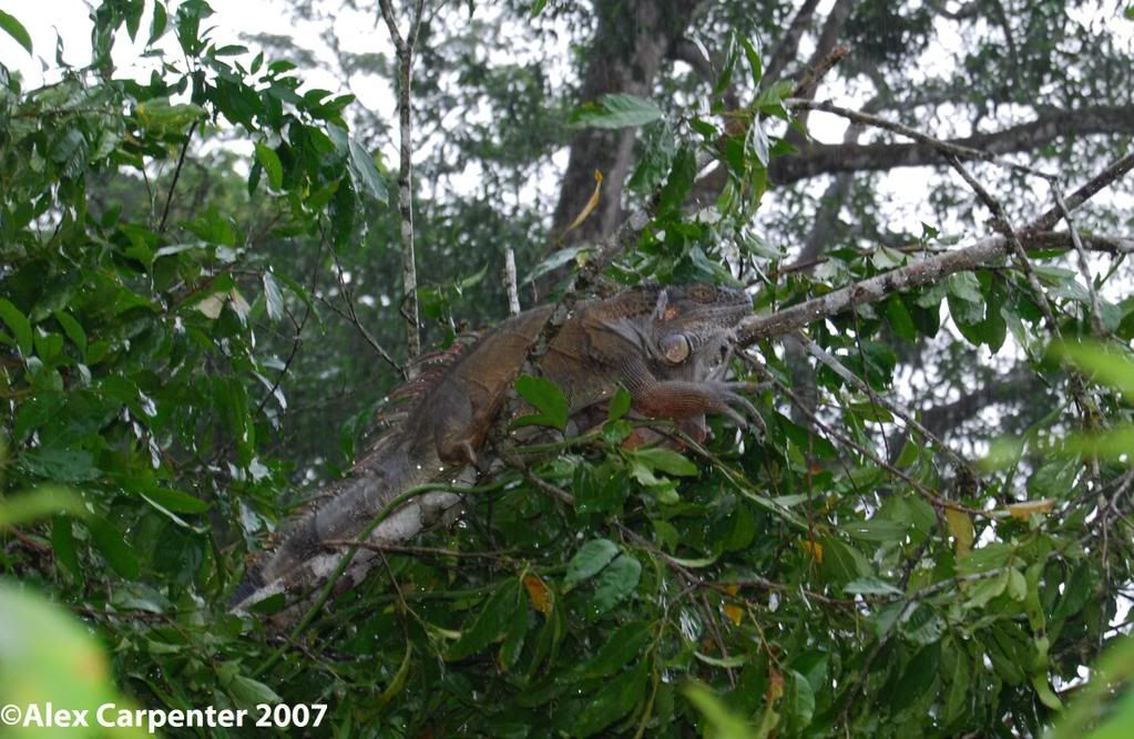 IguanaiguanaGreeniguana.jpg