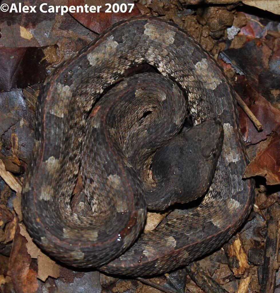 Porthidiumnasatumhog-nosedpitviper.jpg