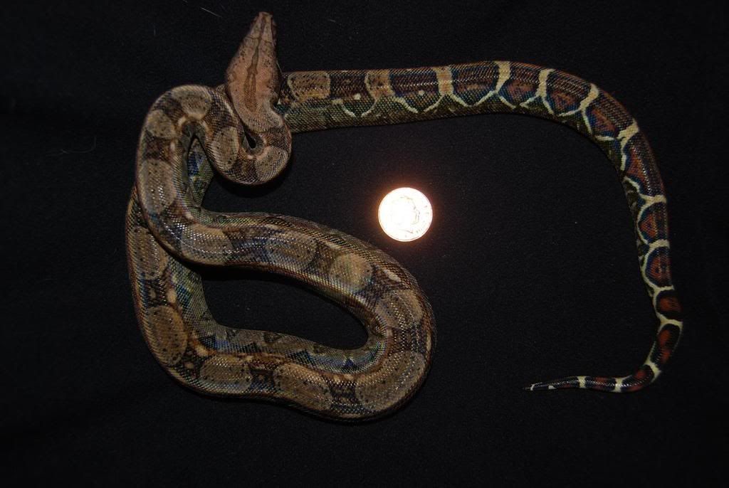 Lets See Your Snakes! | Reptile Forums