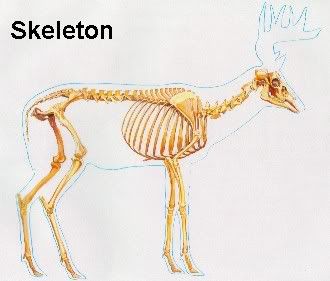 deerskeleton.jpg