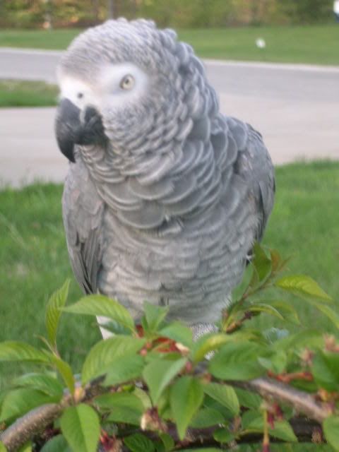 African Grey = Pepper