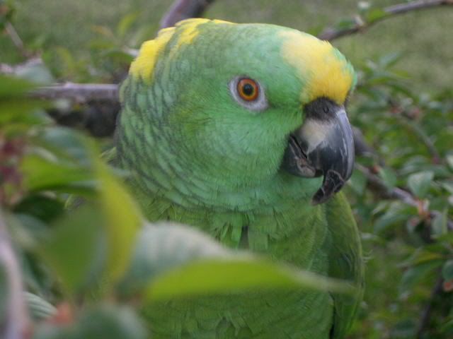 Yellow Nape Amazon -- KoKo