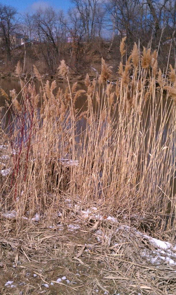 black river, port huron twp MI photo IMAG2241_zps5ac99b2c.png