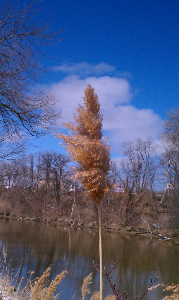 black river, port huron twp MI photo IMAG2244_zpsc6ea6649.png