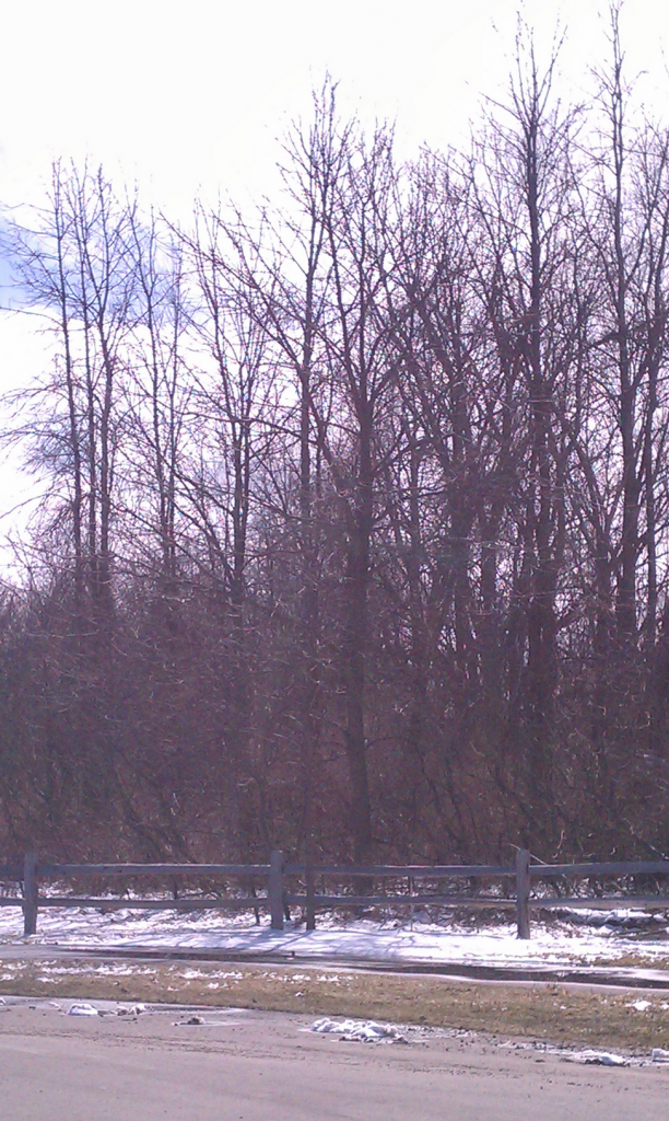 black river, port huron twp MI photo IMAG2249_zps084123a5.png