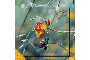 colorel florals photo colorelflorals_zps926cf589.gif