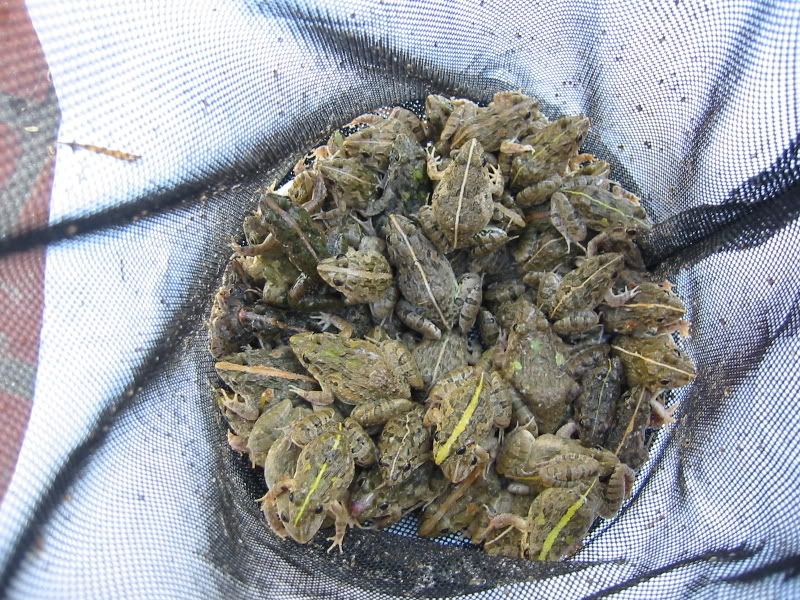 KY+Thuat+Cau+CA+Chep ... don cau ca http www moicau com chi tiet 1051 luan ve moi cau ca chep