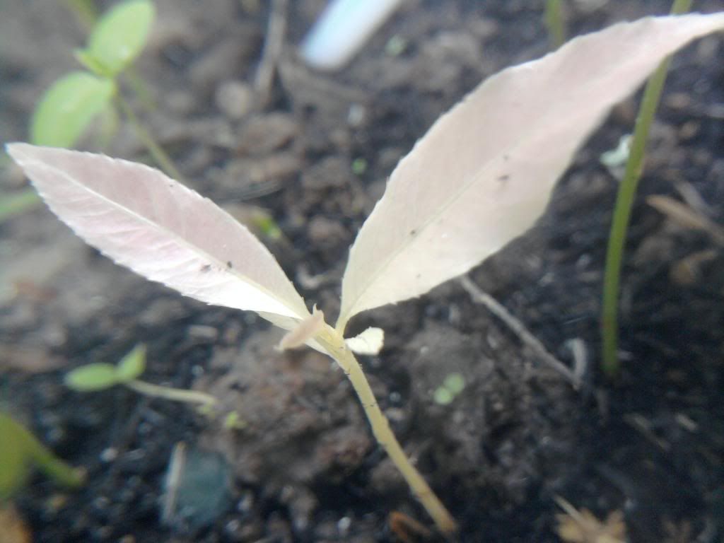 Có phải cây bạch mai không ?