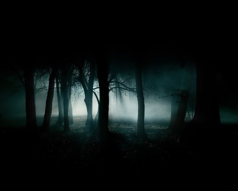 dark forest wallpaper. Night+forest+pictures