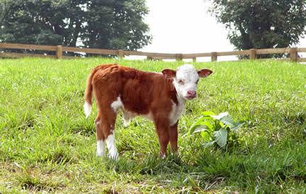calf Pictures, Images and Photos