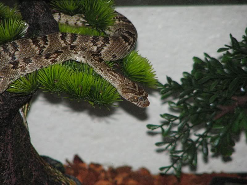 Feeder lizards Field Herp Forum