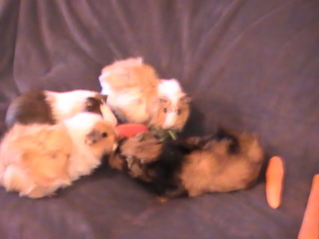 PIC_0036.jpg