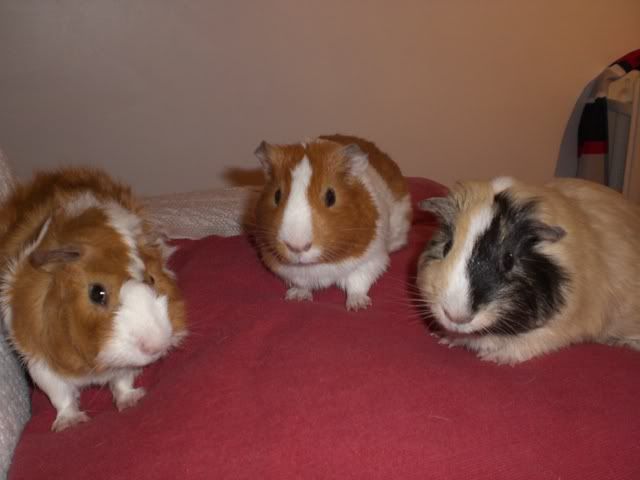 boypigs005.jpg