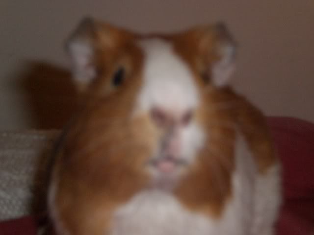 boypigs006.jpg