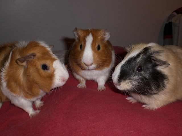 boypigs007.jpg