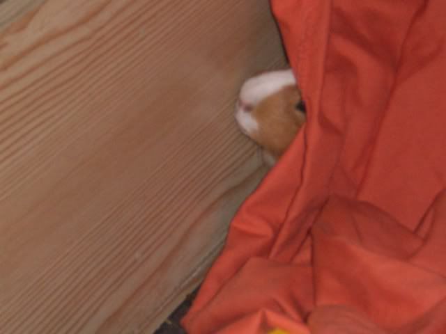 pigsvalantines08005.jpg