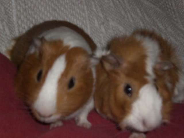 pigsvalantines08009.jpg