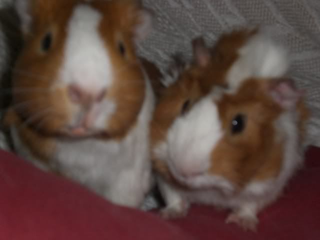 pigsvalantines08013.jpg