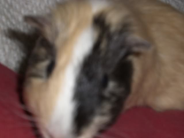 pigsvalantines08015.jpg