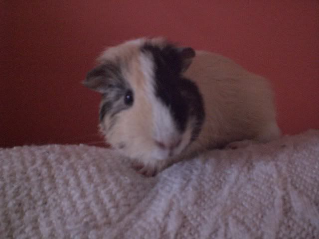 pigsvalantines08018.jpg