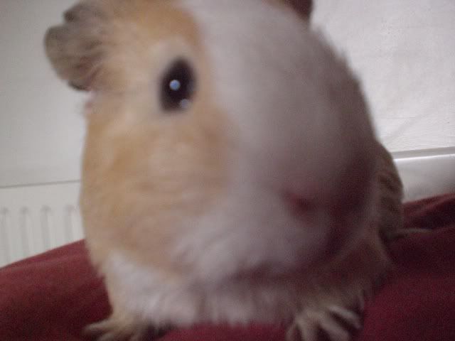 pigsvalantines08022.jpg