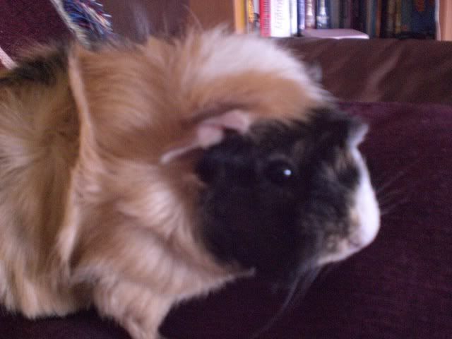 pigsvalantines08032.jpg