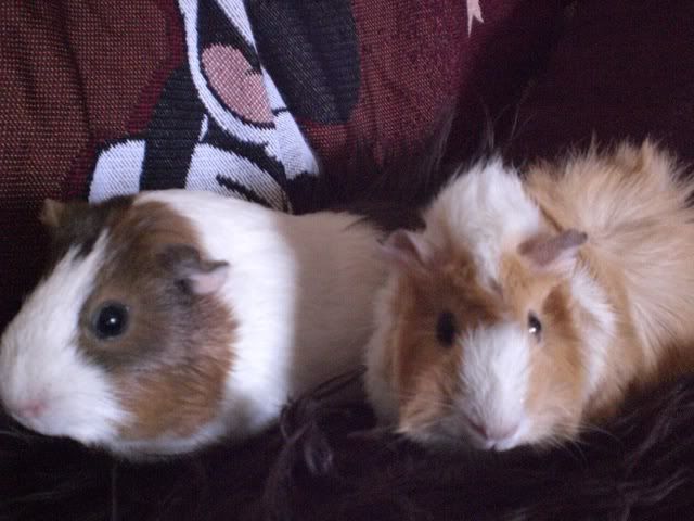 pigsvalantines08039.jpg