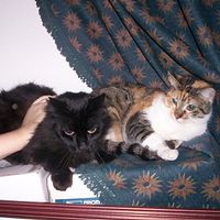 Cute Blackie Barbie Calico Tabby Talico Kitten Adult Black